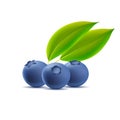 Blueberry with leaves isolated on white background, three berries 3d graphic