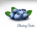 Blueberry with leaves. vector