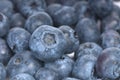 Blueberry macro