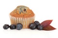 Blueberry Muffin Royalty Free Stock Photo