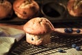 A blueberry muffin, freshly baked Royalty Free Stock Photo