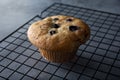 blueberry muffin Royalty Free Stock Photo