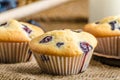 Blueberry muffins Royalty Free Stock Photo