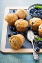 Blueberry muffins on a tray Royalty Free Stock Photo