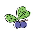 blueberry. natural berries. vector illustration in flat style