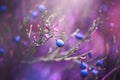 Blueberry nature background. Juicy and fresh wildberry