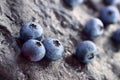 Blueberry (Northern Highbush Blueberry) fruits Royalty Free Stock Photo