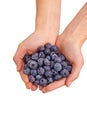 Blueberry offering. Cropped studio shot of a bunch of blueberries in a persons cupped hands. Royalty Free Stock Photo