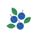 Blueberry organic fruit