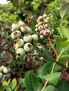 Blueberry picking