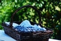 Blueberry Picking In the Summertime so Delicious and Nutritious! Royalty Free Stock Photo