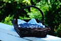 Blueberry Picking In the Summertime so Delicious and Nutritious! Royalty Free Stock Photo