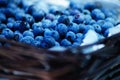 Blueberry Picking In the Summertime so Delicious and Nutritious! Royalty Free Stock Photo