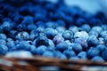 Blueberry Picking In the Summertime so Delicious and Nutritious! Royalty Free Stock Photo