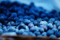 Blueberry Picking In the Summertime so Delicious and Nutritious! Royalty Free Stock Photo