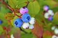 Blueberry plant in autumn forest with blueberries ripening