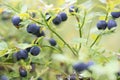 Blueberry plant with berries Royalty Free Stock Photo