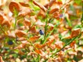 Damaged blueberry plant