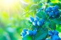 Blueberry plant. Fresh and ripe organic Blueberries growing in a garden. Healthy food