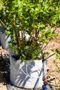 Blueberry plant in grow bag with drip irrigation close up