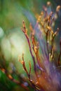 Bluberry detail shot in the meadow