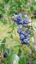 Blueberry plant with ripe fruits on a plantation for picking Royalty Free Stock Photo