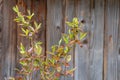 Blueberry stems showing leaves but no blueberries or fruit. Not yet blossoming, since this is a young plant, still growing
