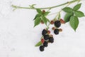 Blackberry plant vine with berries on white wall, blackberries, leaves, fruits, copy space