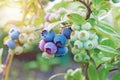 Blueberry plantation cultivated at bio farm Royalty Free Stock Photo