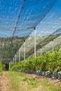 Blueberry plantation with plants in grow bags and anti-hail net