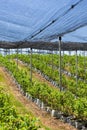 Blueberry plantation with plants in grow bags and anti-hail net
