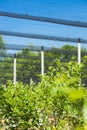 Blueberry plantation with plants in grow bags and anti-hail net