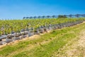 Blueberry plantation with young plants in grow bags drip irrigation