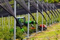 blueberry plantations with mechanization