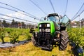 blueberry plantations with mechanization Royalty Free Stock Photo