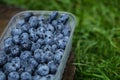 Blueberry in plastic packing Royalty Free Stock Photo