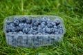 Blueberry in plastic packing Royalty Free Stock Photo