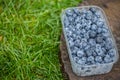 Blueberry in plastic packing Royalty Free Stock Photo