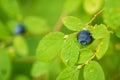 Close-up of Ripe Blueberry in the Rain Royalty Free Stock Photo
