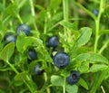 Blueberry shrublet