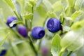 Blueberry shrubs Royalty Free Stock Photo