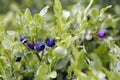 Blueberry shrubs Royalty Free Stock Photo