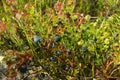 Blueberry shrubs with blue and ripe berries in the forest