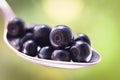 Blueberry Spoon Eating Close Royalty Free Stock Photo