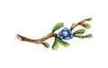 Blueberry sprig with berries watercolor Royalty Free Stock Photo