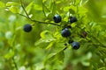 Blueberry sprig in forest in summer Royalty Free Stock Photo