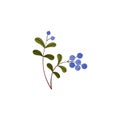 Blueberry on the stem with leaves, wild berries from the forest or tundra vector illustration, vitamins healthy fruit