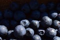 Blueberry summer harvest fresh berry delicious sweet food Royalty Free Stock Photo