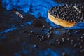 Blueberry tart on a dark background close-up Royalty Free Stock Photo