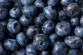 Blueberry texture background, fresh blueberry or bilberry berries closeup